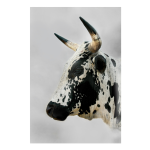 NGUNI2 Art Print - A3