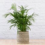Parlor Palm - Large - In Zuzu Palm Leaf Basket