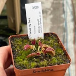 Venus Fly Trap 'scarlatine.' Special Import. - Dormant Plant. 12CM Plastic Container.