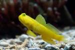 Yellow Watchman Goby – Small medium