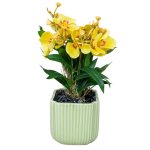 Yellow Pansy In Pot 30CM