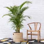 Parlor Palm - Extra Large - 35CM In Sinan Palm Leaf Basket 1.5M Tall