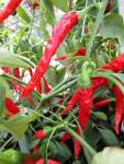 Capsicum Long Red Cayenne Slim - Chili Seed - 2 G Raw Seed
