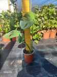 Delicious Monster 17CM Pot