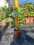 Delicious Monster 17CM Pot