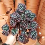 Emerald Ripple Peperomia - 14CM Nursery Pot - Purple