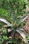Aloe Pruinosa 17 Cm Pot