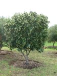 Curtisia Dentata 100LT