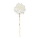 White Dahlia