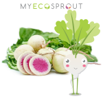 Watermelon Radish