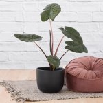 Elephant Ear - Yucatan Princess - In 16CM Black Moon Planter