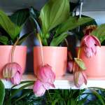 Medinilla Magnifica - 14CM Nursery Pot Foliage No Flower