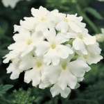 Verbena Obsession White Seed - 500 Raw Seed