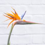 Bird Of Paradise - Strelitzia Reginae - 31CM Nursery Pot -+85CM Tall