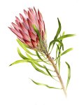 Protea Repens Red Art Print - A3