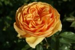 South Africa Rose 5LT