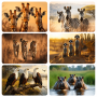Wildlife Placemats - Set Of 6 - 40CM X 30CM - Steglio
