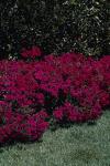Dianthus Amazon Neon Purple - 100 Pelleted Seed