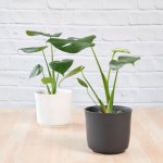 Delicious Monster - 15CM In Black Ceramic Emerson Pot