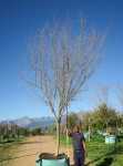 Searsia Pendulina 1000LT