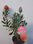 Ayoba Red Leucospermum Pincushion 15CM Pot