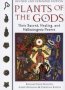 Plants Of The Gods - Their Sacred Healing And Hallucinogenic Powers   Paperback 2ND Edition Second Edition