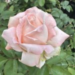 Prue Johnson Hybrid Tea Rose 5LT