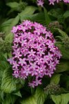 Pentas Glitterati Purple Star Seed Seed - 100 Pelleted Seed