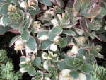 Kalanchoe Variegated 4LT