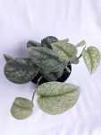 Scindapsus Silver Splash 15CM Pot