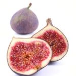 Adams Fig 5LT