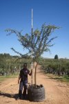 Acacia Karroo Tree 400LT