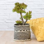 Shrek Ears Plant - In 20CM Zuzu Palm Leaf Basket
