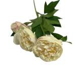 Opel Open Peony White 65CM