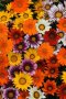 Gazania F1 New Day Mix Seed - 10 Coated Seed