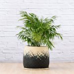 Love Palm - Extra Large - In Mimi Palm Leaf Basket