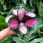 Calathea Rosy - In Coconut White Flo Planter