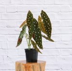 Polka Dot Begonia - 14CM Nursery Pot A Grade - Little no Blemishes