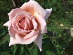 Spiced Coffee Rose Std 90CM