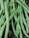 Beans Bush Contender Bush Variety Seed - 50 G Raw Seed