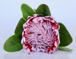 Protea Stem – Artificial – 60CM