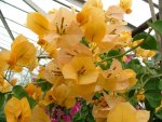 Bougainvillea Lady Mary Baring 10LT