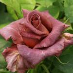 Mama Africa Rose 5LT