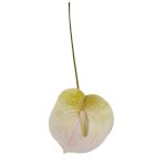 Anthurium Lily 62CM - White