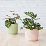 Calathea Makoyana - In Ice Pink Ceramic Planter
