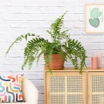 Macho Fern - In 27CM Azalea Terracotta With Saucer