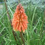 Kniphofia Praecox 15CM Pot