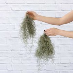 Spanish Moss - Per Piece