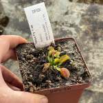 Venus Fly Trap 'belzebub.' Special Import. - Dormant Plant. 7.5CM Plastic Container.