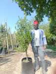 Kiggelaria Africana 40LT